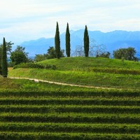 VigneMuseum-Foto-Eventi-1006